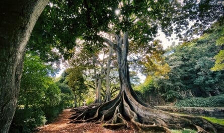 arbre